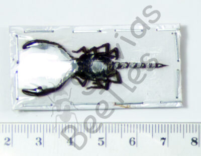 Skorpione sp.