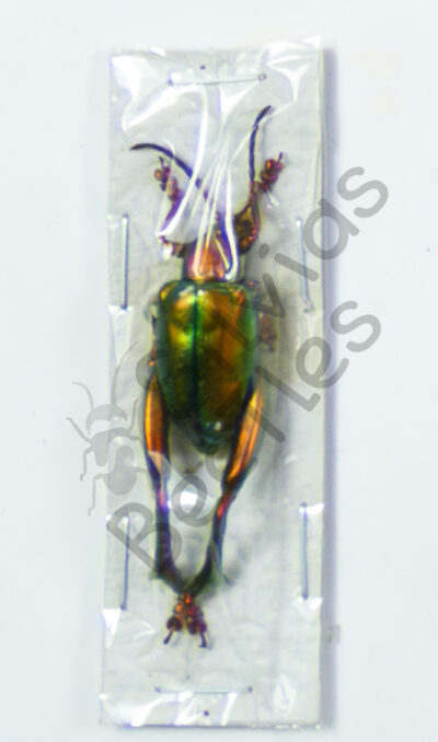 Sagra laticollis