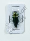 Buprestidae ssp.