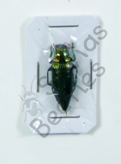 Buprestidae ssp.