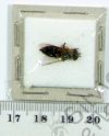 Hymenoptera ssp.