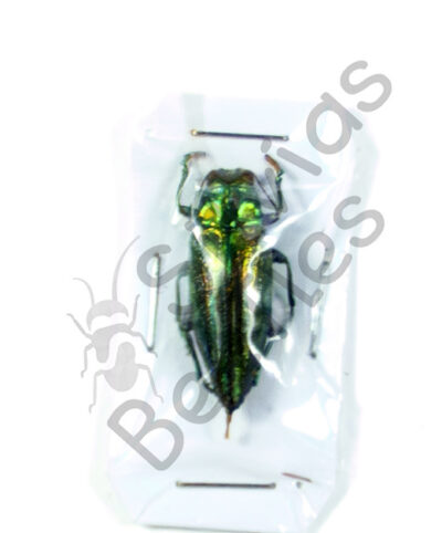 Buprestidae ssp.