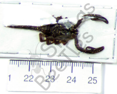 Skorpione sp.