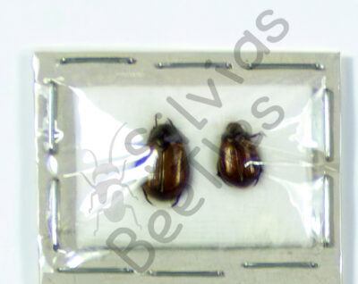 Dynastinae ssp.