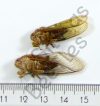 Cicadidae sp.
