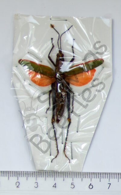 Orthoptera ssp.