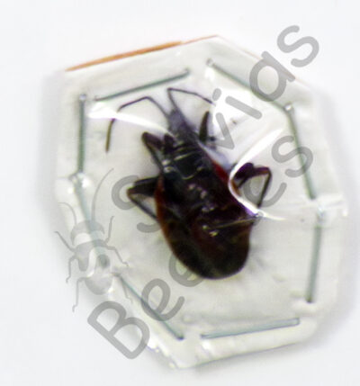Heteroptera ssp.