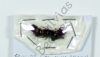 Scarabaeidae ssp.