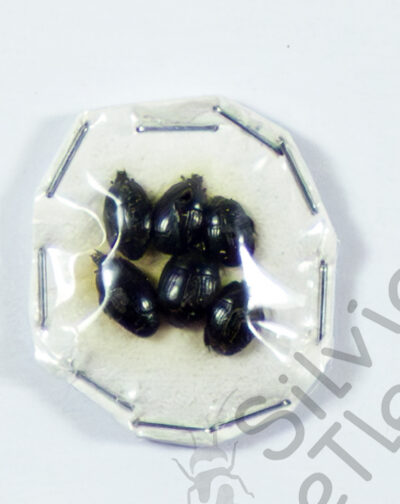 Histeridae sp.