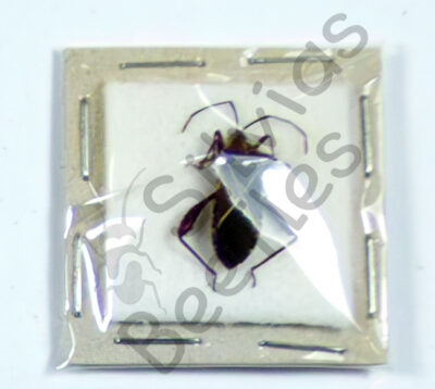 Heteroptera ssp.