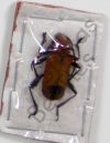 Cerambycidae ssp.