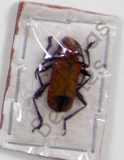 Cerambycidae ssp.