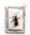 Heteroptera ssp.