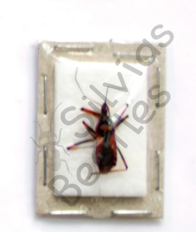 Heteroptera ssp.