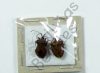 Heteroptera ssp.