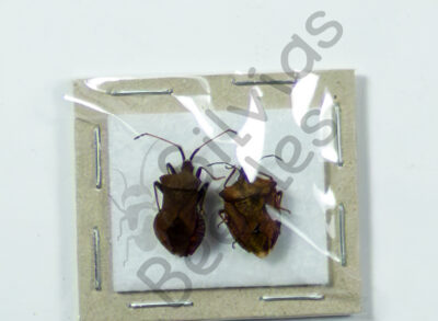 Heteroptera ssp.