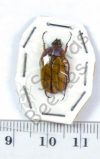 Gnathocera sp. ,♂