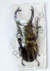 Lucanus sericeus