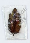 Sphaenognathus feisthameli, ♀
