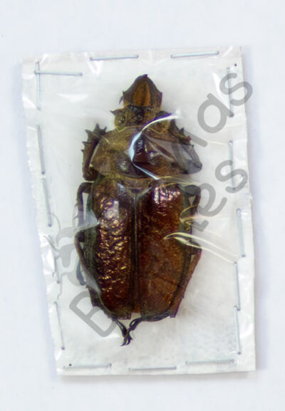 Sphaenognathus feisthameli, ♀