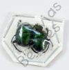 Scarabaeidae ssp.