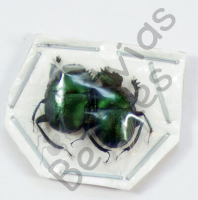 Scarabaeidae ssp.