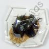 Tenebrionidae sp.