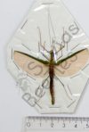 Necroscia sp.