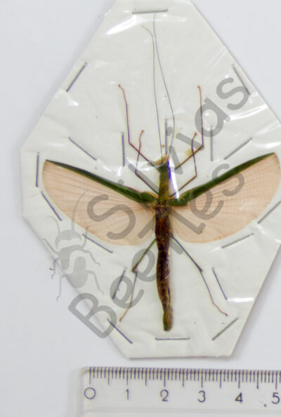 Necroscia sp.