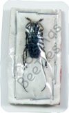 Cerambycidae ssp.