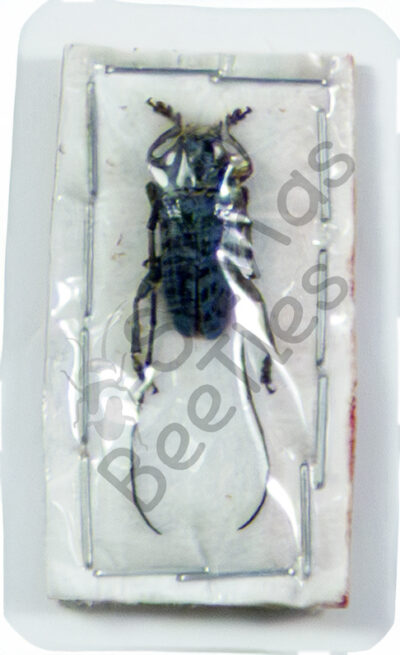 Cerambycidae ssp.