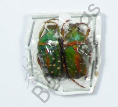 Stephanorrhina guttata, ♂ ♀