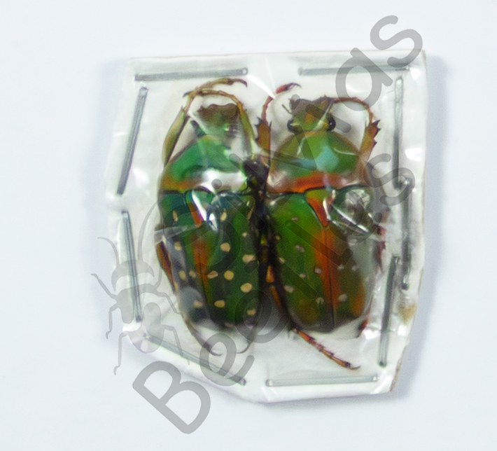 Stephanorrhina guttata, ♂ ♀