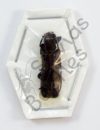 Cerambycidae ssp.