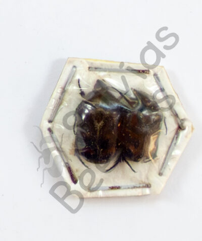 Cetoniidae ssp., ♂ ♀