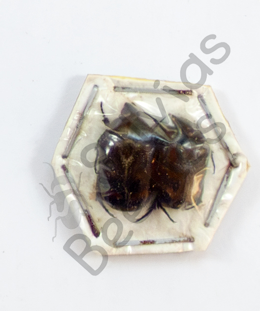 Cetoniidae ssp., ♂ ♀