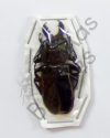 Prionidae ssp.