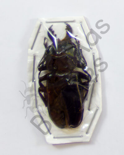 Prionidae ssp.