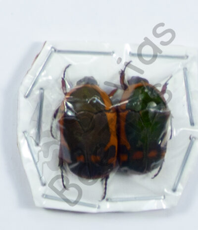 Pachnoda, ♂ ♀