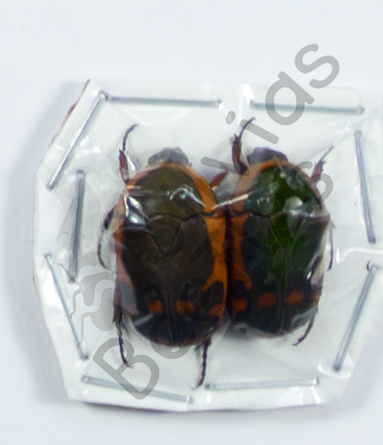 Pachnoda, ♂ ♀