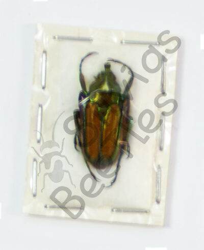 Phaedimus rafaelii howdeni, ♂
