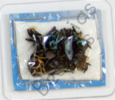 Metapocyrtus sp., 8-er Set