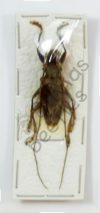 Cerambycidae ssp.