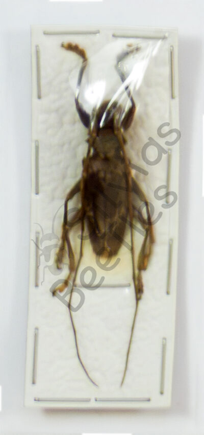 Cerambycidae ssp.