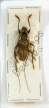 Cerambycidae ssp.