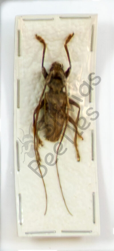 Cerambycidae ssp.
