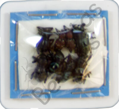 Metapocyrtus sp., 8-er Set