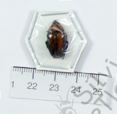 Cetoniidae ssp.