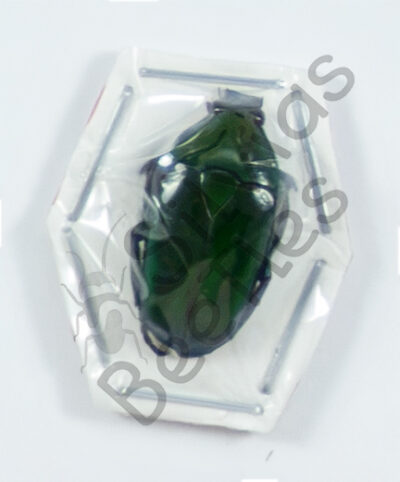 Cetoniidae ssp.