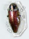 Euchroma gigantea